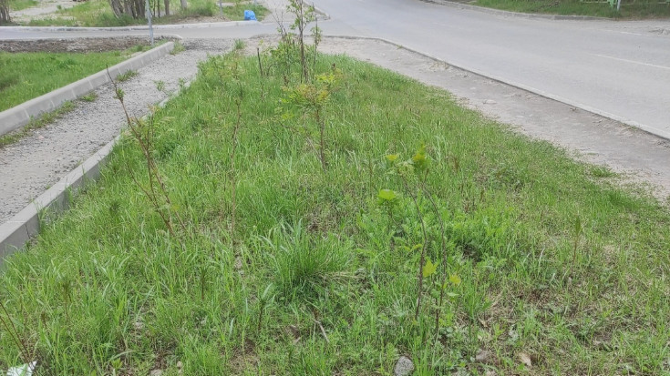 на фото участок газона после уборки